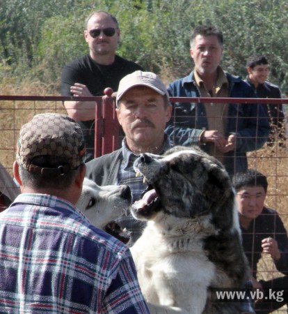 Собачьи Бои На Кавказе Видео