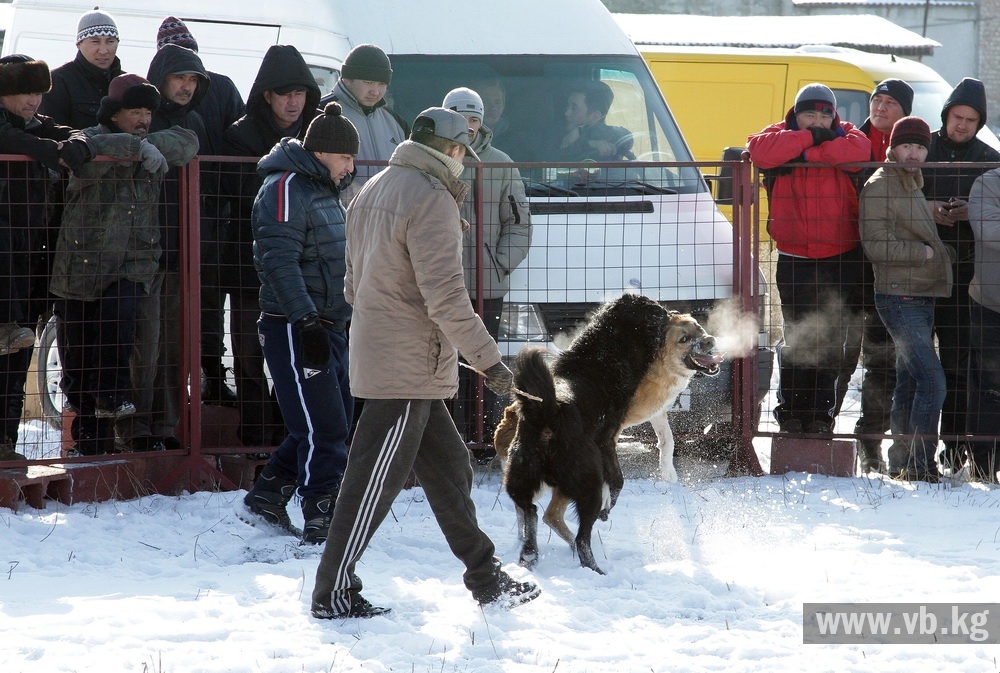 Собачьи Бои На Кавказе Видео 2013 Бесплатно