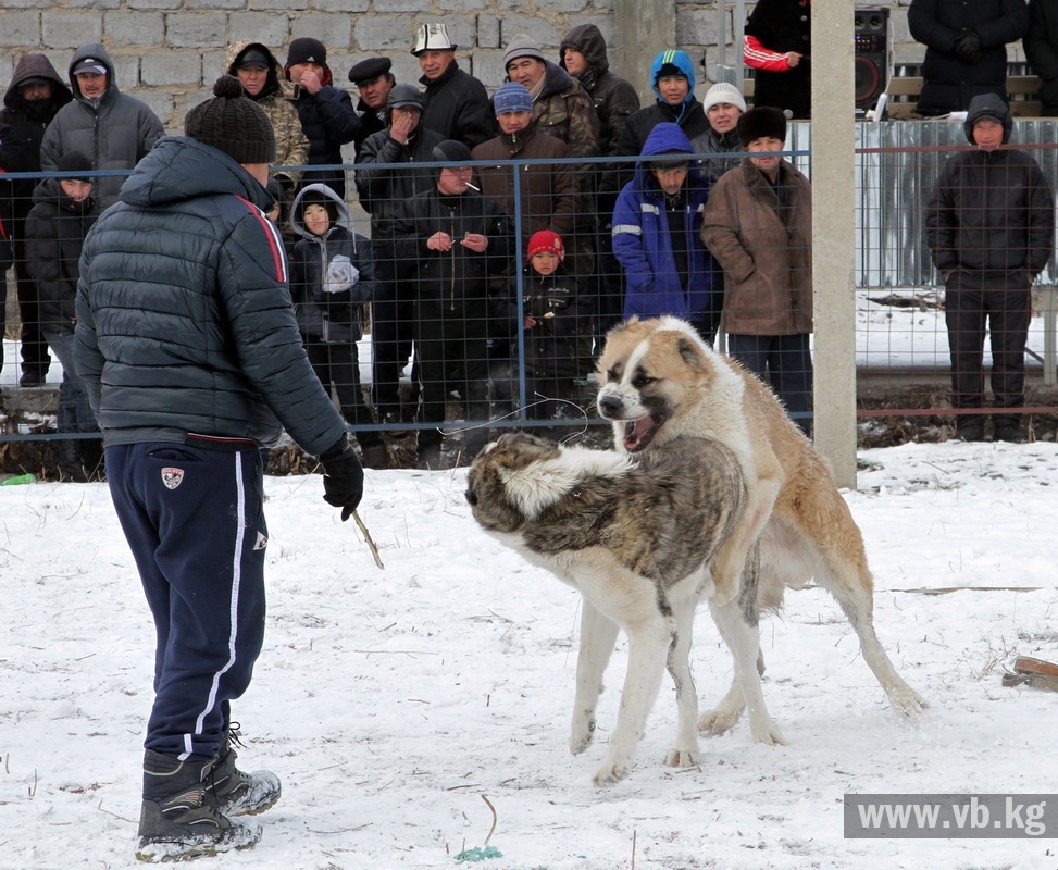 собак узбек кино скачать