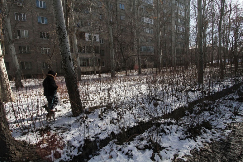 В Бишкеке неизвестные мужчины среди бела дня устроили резню бездомных собак
