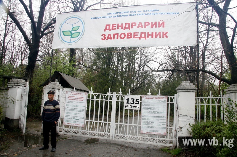 В Бишкеке упавший тополь стал причиной короткого замыкания