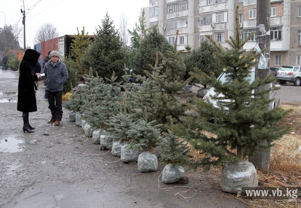 В Бишкеке открылся елочный базар