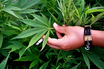 В кыргызстане легализуют марихуану конопля соцветие