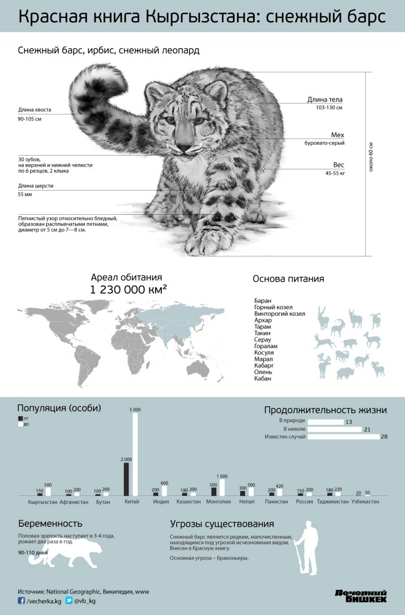 Красная книга Кыргызстана: снежный барс