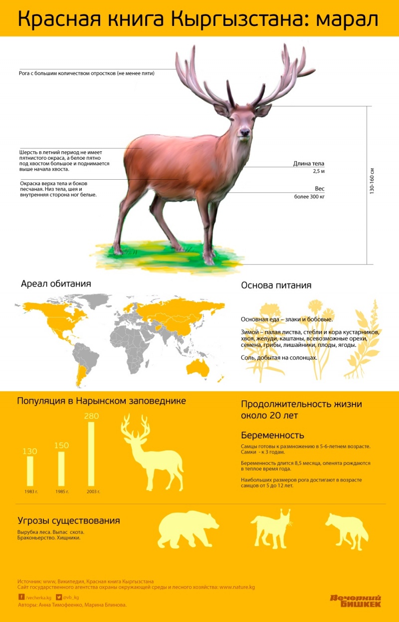 Красная книга Кыргызстана: марал