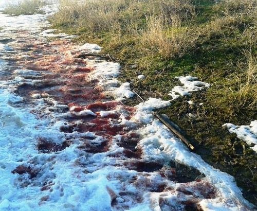 Защитники животных постоянно находят следы расправы над собаками