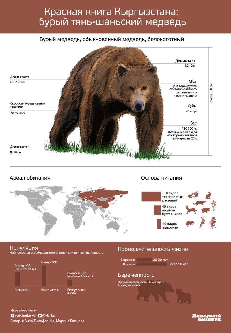Красная книга Кыргызстана: тянь-шаньский бурый медведь