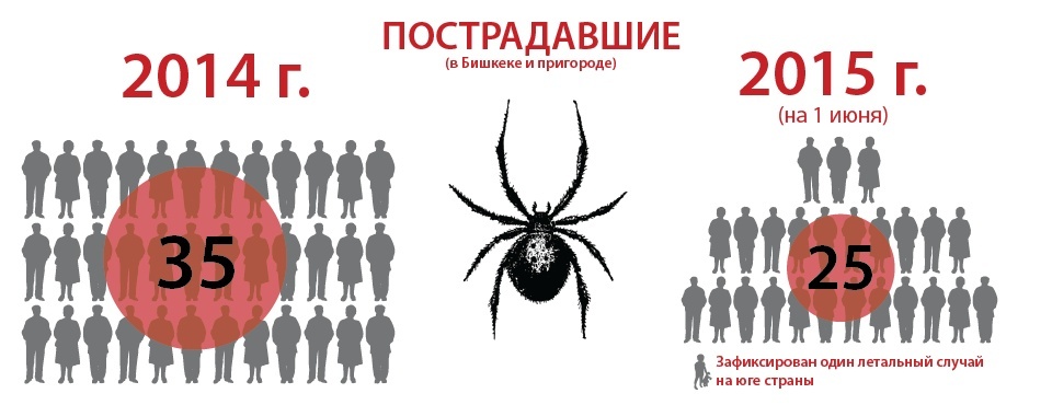 В Кыргызстане растет число пострадавших от укусов каракурта. Погиб мальчик