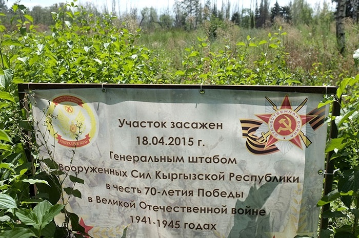 Директор Ботсада: Мы разрешили засеять междурядья березовой рощи овощами