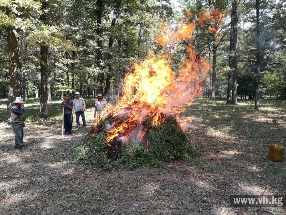 В Чуйской области проходит  рейд по  уничтожению конопли