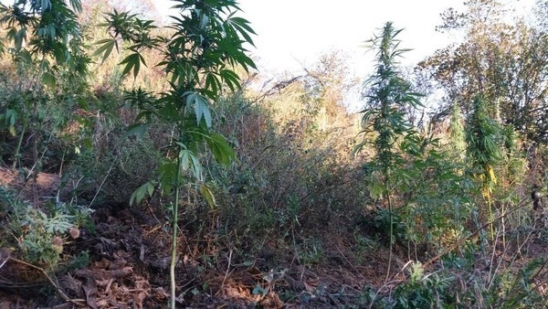 У жителя Сузакского района изъяли свыше  тонны марихуаны