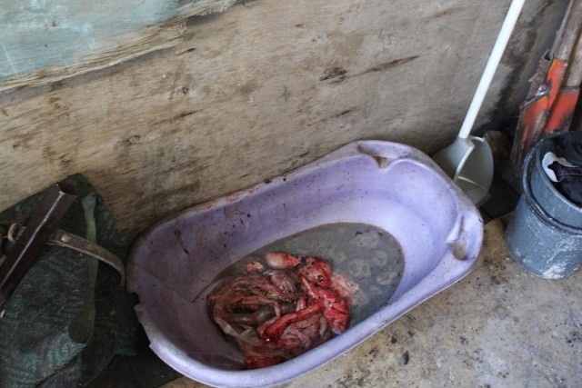 Волонтер: Дети в Сокулуке ели собачатину, чтобы не умереть с голоду