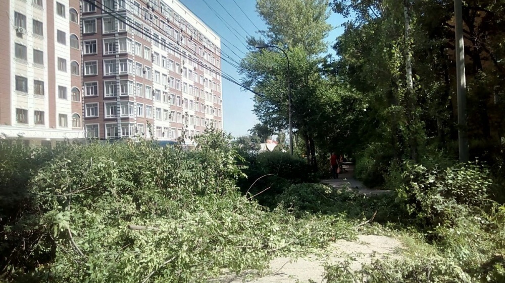 Бишкекчанам не удалось защитить деревья