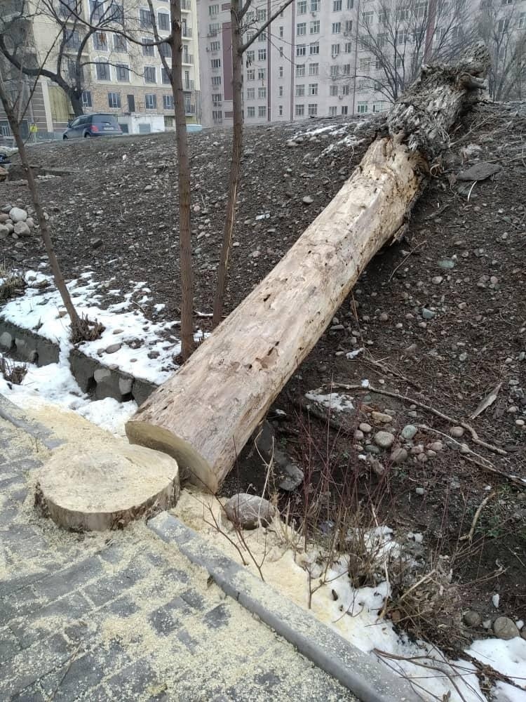 В Бишкеке проводят санитарную обрезку деревьев