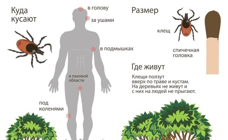 Клещи атакуют!