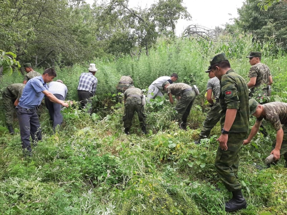 В Ала-Буке пограничники уничтожили 1500 кг конопли