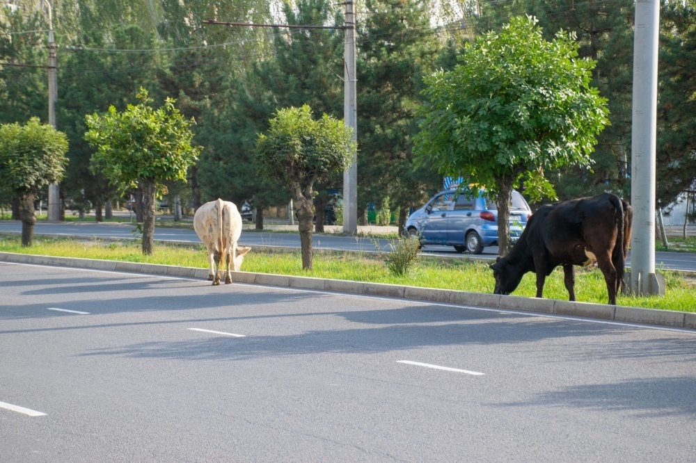 Ушу да борборбу? Түштүк магистралында үч уй жайылып жүрөт