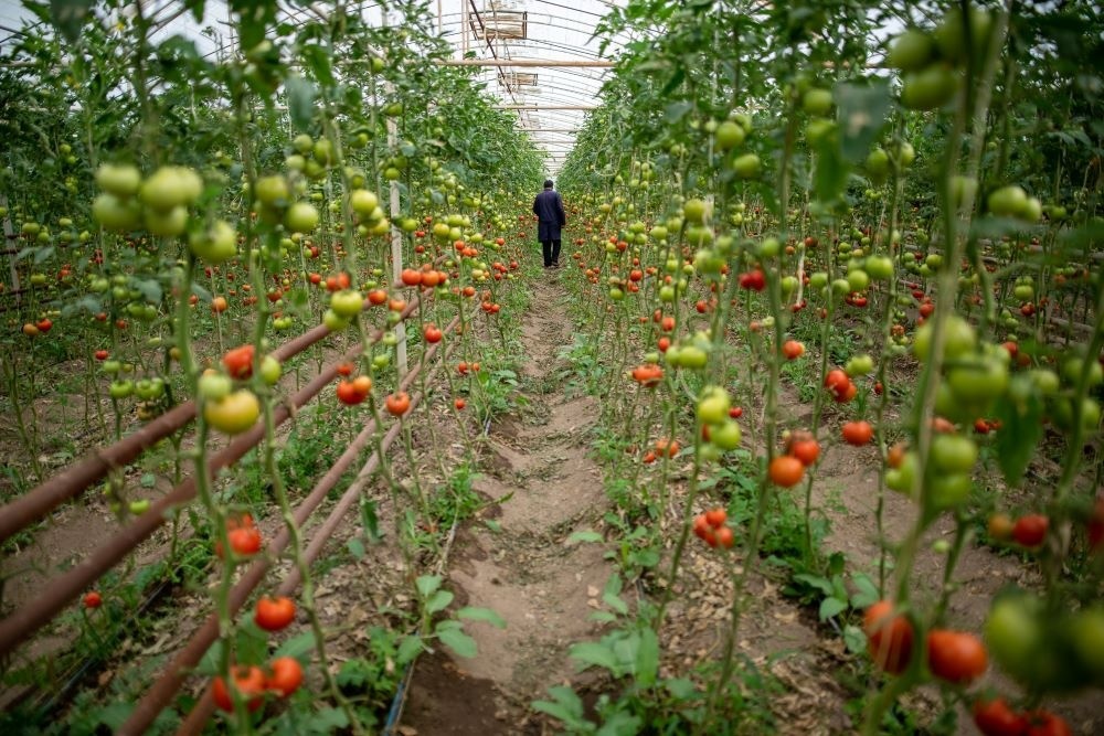 USAID опубликовало Справочник экспортеров плодоовощной продукции стран ЦА