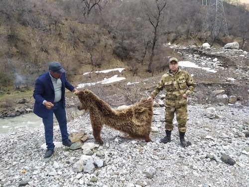 "В КР опять убили краснокнижного медведя-эндемика. Реакции общества - ноль"