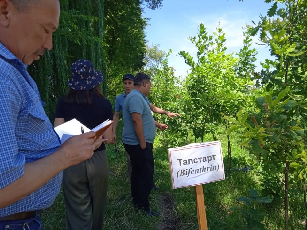 Для спасения дубов в Бишкеке проводят исследования