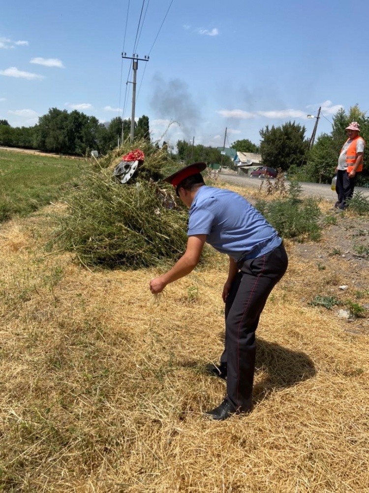 Милиция жжет: в Аламединском районе уничтожили больше 5 тонн конопли