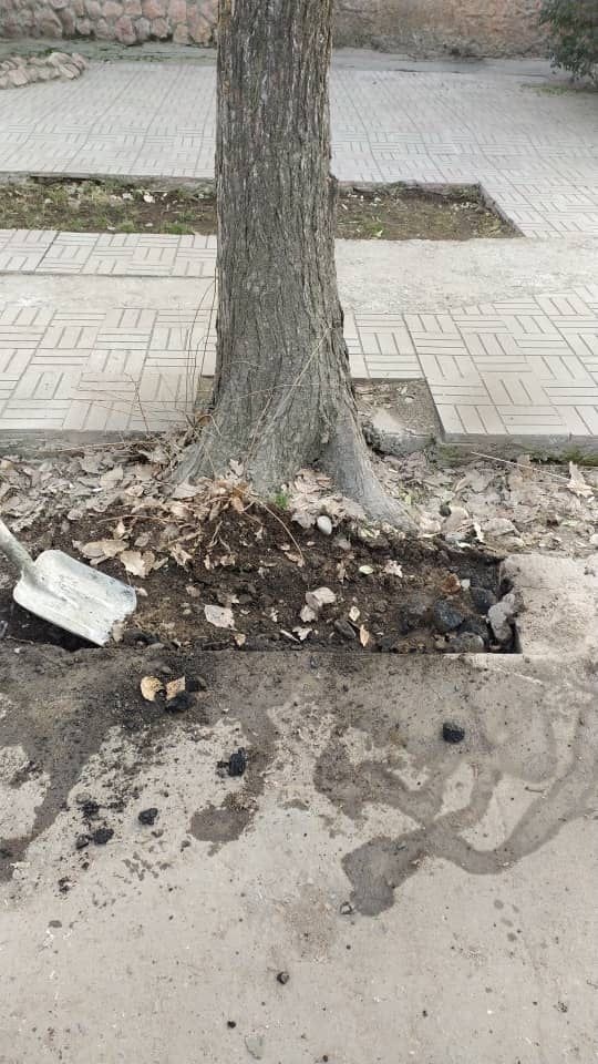 Столичные деревья освобождают из бетонного плена