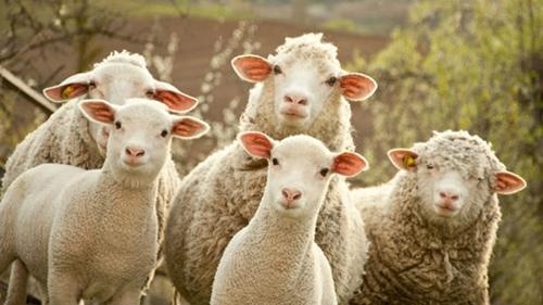 В РУз сельским жителям раздадут 350 тысяч овец и коз на основе кооперации