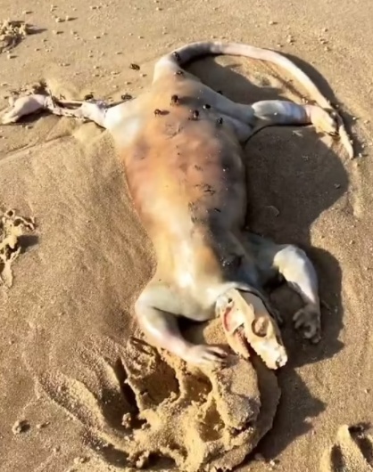 Неизвестное животное с когтями и хвостом найдено на пляже в Австралии