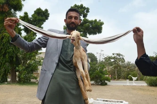 В Пакистане родилась козочка Симба с необычайно длинными ушами