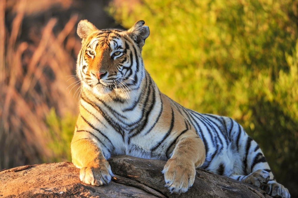В Индии тигр убил мужчину, незаконно косившего траву в заповеднике