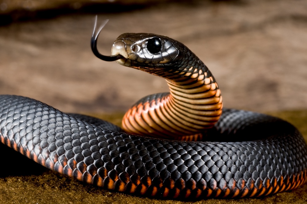 В Индии мужчина съел укусившую его ядовитую змею