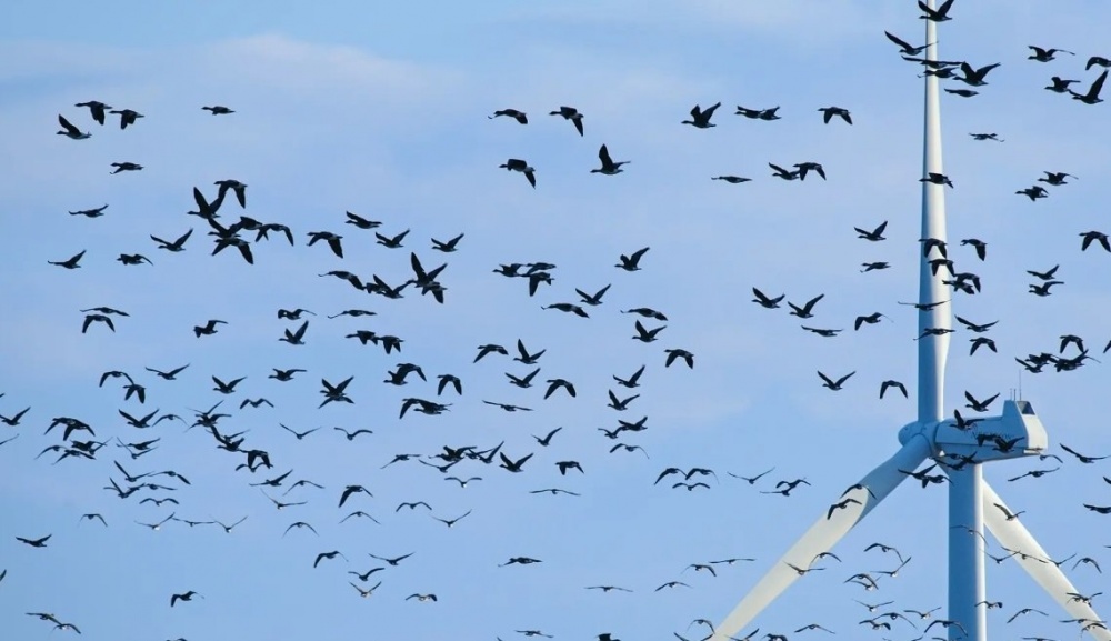 В Норвегии придумали, как уберечь птиц от ветряных турбин