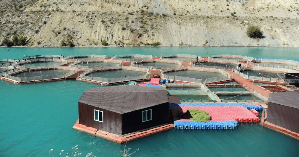 Для кыргызских производителей аквакультуры открылись новые возможности