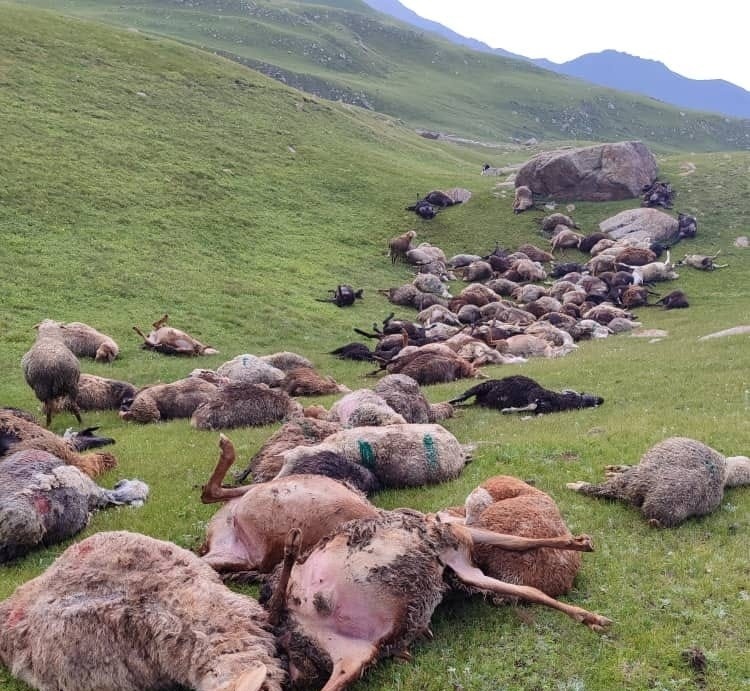 В Тонском районе от удара молнии погибли около 250 овец