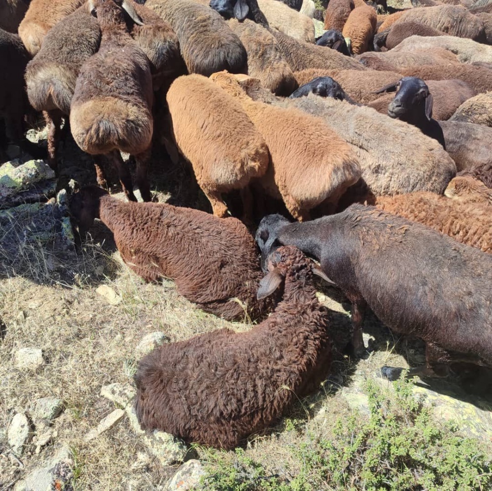 ГКНБ пресек незаконный ввоз 432 голов скота из Казахстана