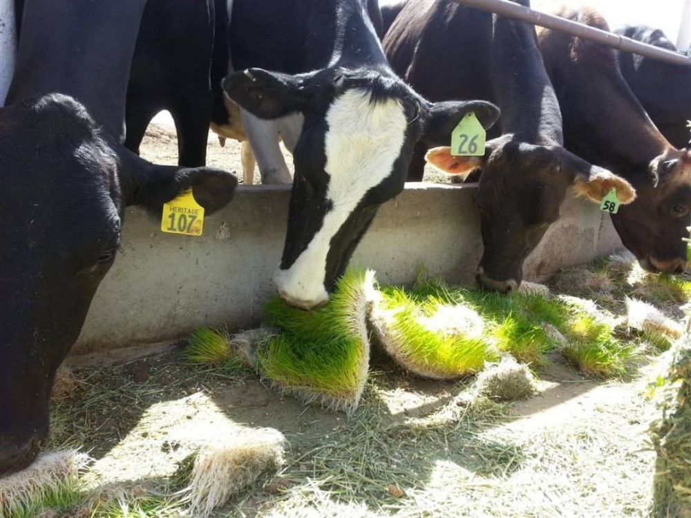 Узбекистан готов выращивать скот на территории Кыргызстана
