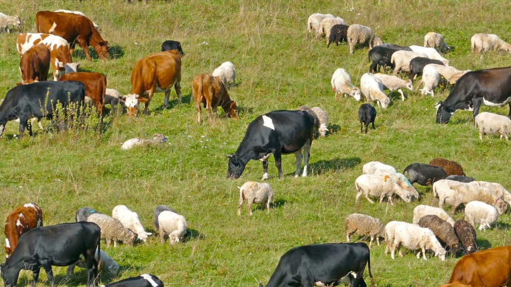 Предпринимателям в сфере животноводства выписано 456 тысяч сомов штрафов