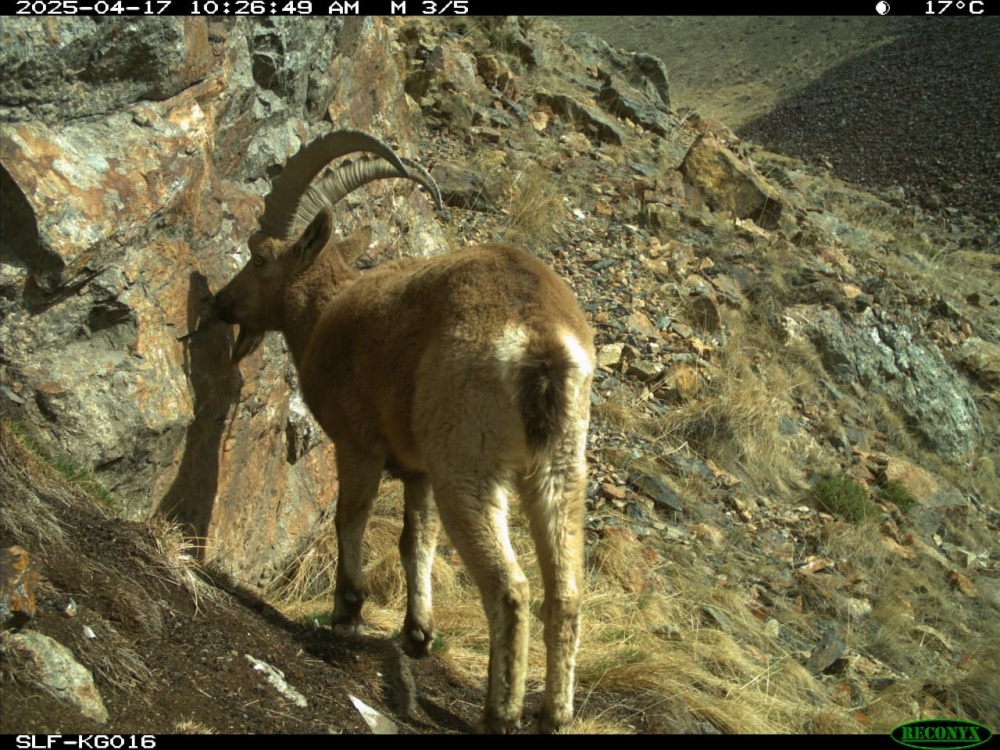 Барс, аркары и дикобраз попали на фотоловушки в заповеднике "Ак-Суу"
