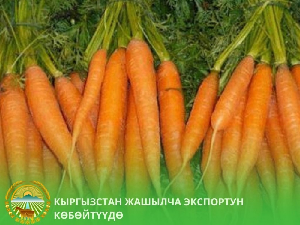 Кыргызстан начал поставки свежей моркови в Пермский край