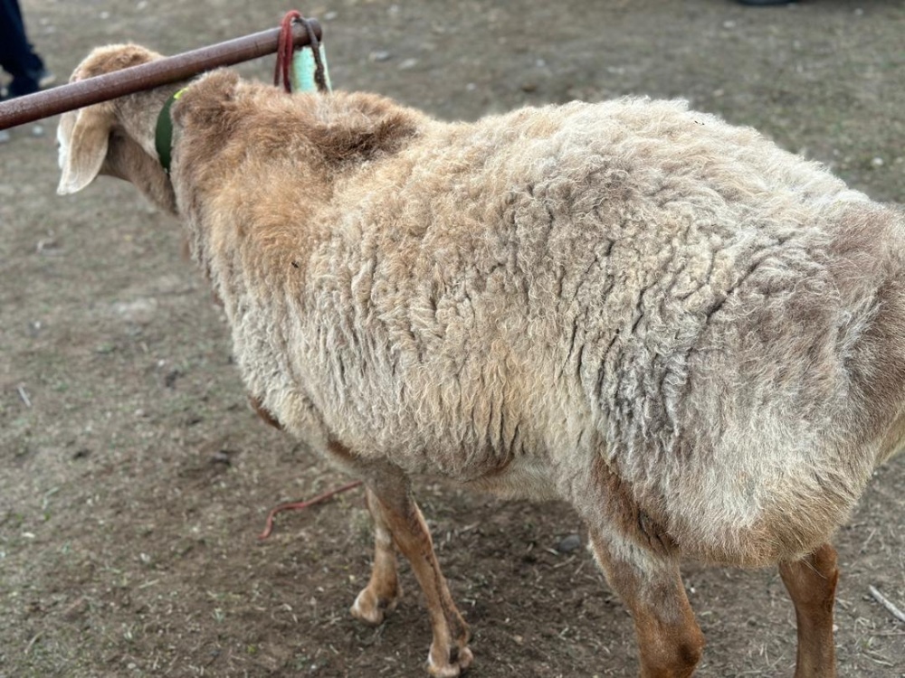 В Тогуз-Торо прошел смотр элитных баранов породы Арашан