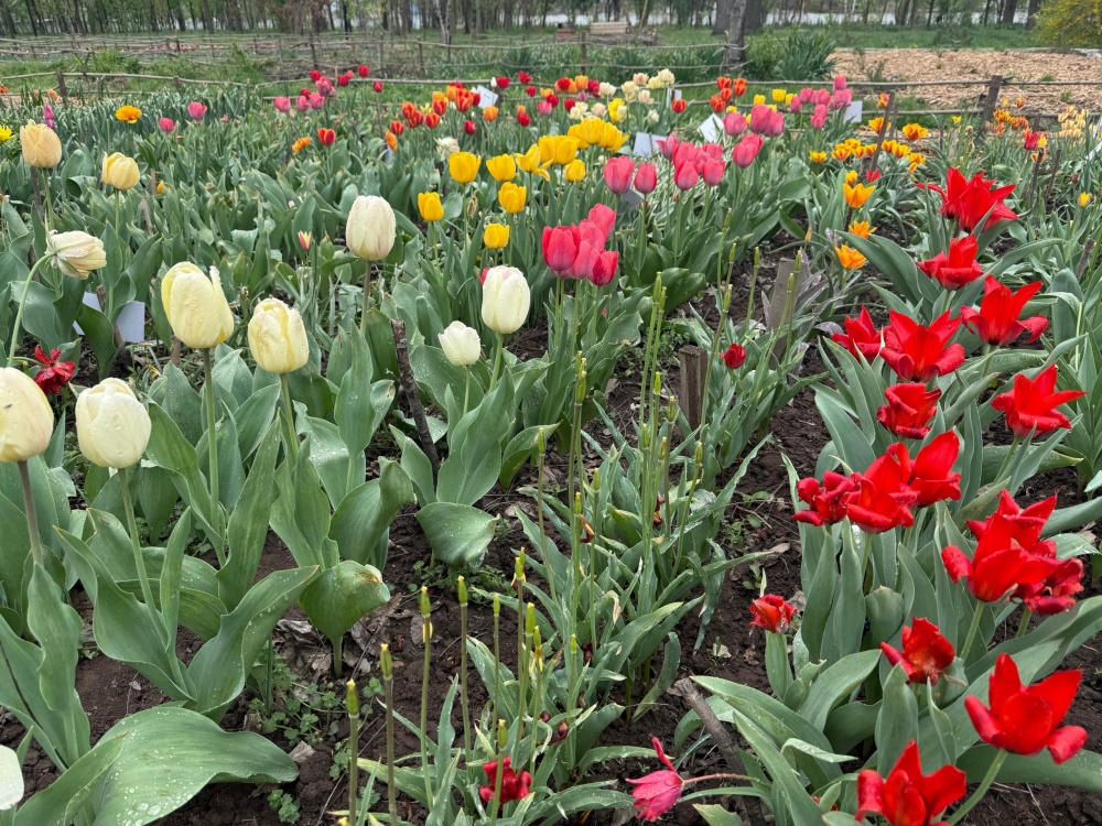 В Кыргызстане прошел пятый международный фестиваль диких тюльпанов
