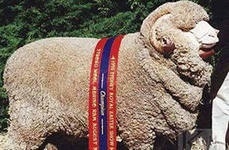 Малчылар Австралиядан алынып келген койлордон алгачкы пайданы көрүшүүдө
