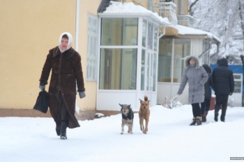 В Кыргызстане растет жестокость к животным