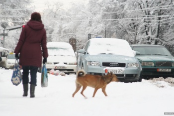 В Кыргызстане растет жестокость к животным