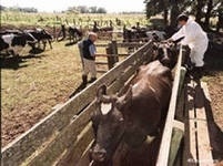 Депутат Эсенгул Исаков фермерлерге 5 жылга жеңилдетилген кредит берүүнү суранды