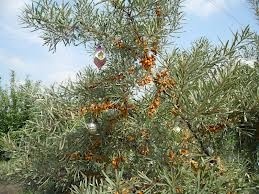 Ысык-Көлдөгү чычырканакты кыйгандарга айып пул салуу сунушталууда