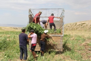 В Кара-Бууринском районе уничтожили плантацию  культивированной конопли