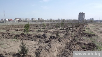 Депутаты горкенеша высадили деревья на участке парка Ататюрка