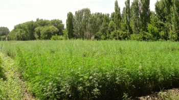 В пригороде Токмака нашли плантацию пшеницы вперемежку с марихуаной