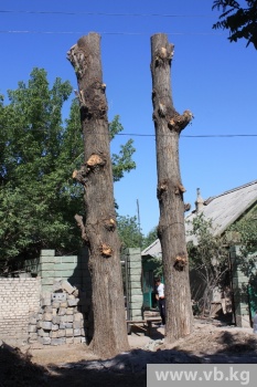 Семья Манаенко обвиняет "Зеленстрой" в ненужной вырубке деревьев